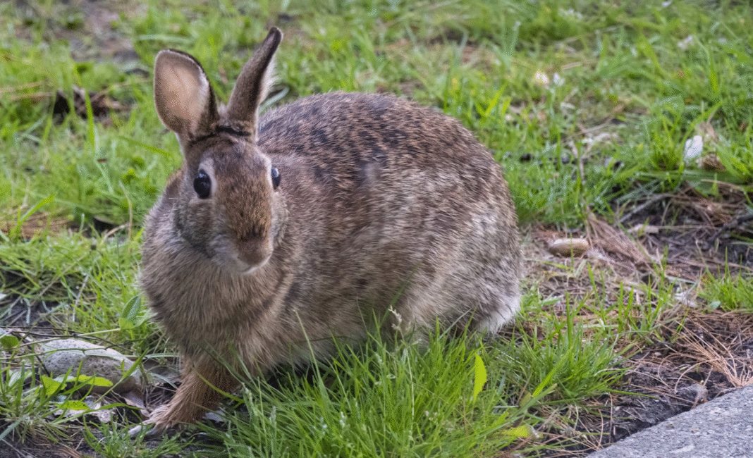 Rabbit owners cautioned after signs of highly contagious disease detected on Vancouver Island