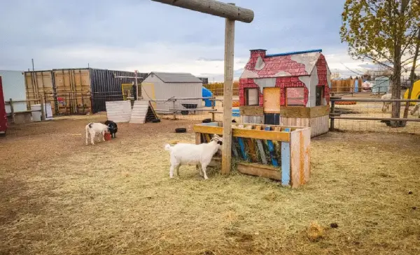 Calgary Petting farm closed after Avian flu detected at Butterfield Acres