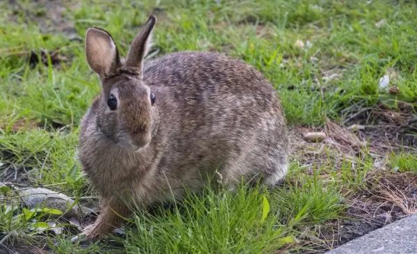 Rabbit owners cautioned after signs of highly contagious disease detected on Vancouver Island