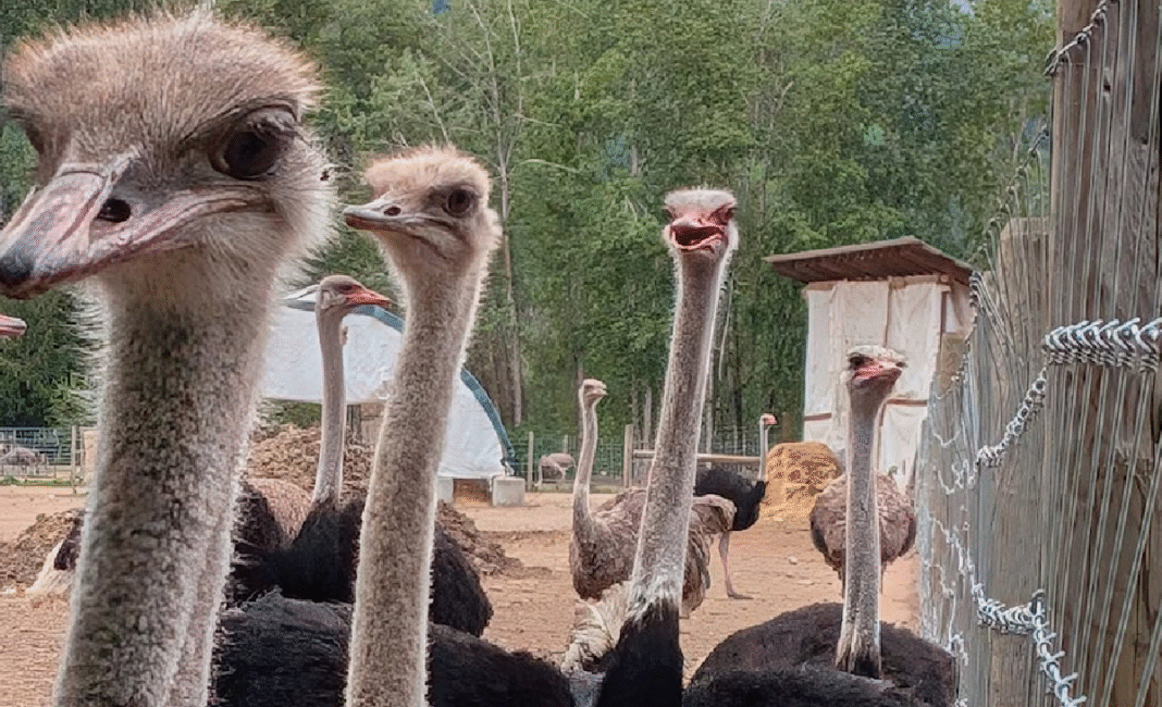 Death reported at protest camp outside B.C. Ostrich farm