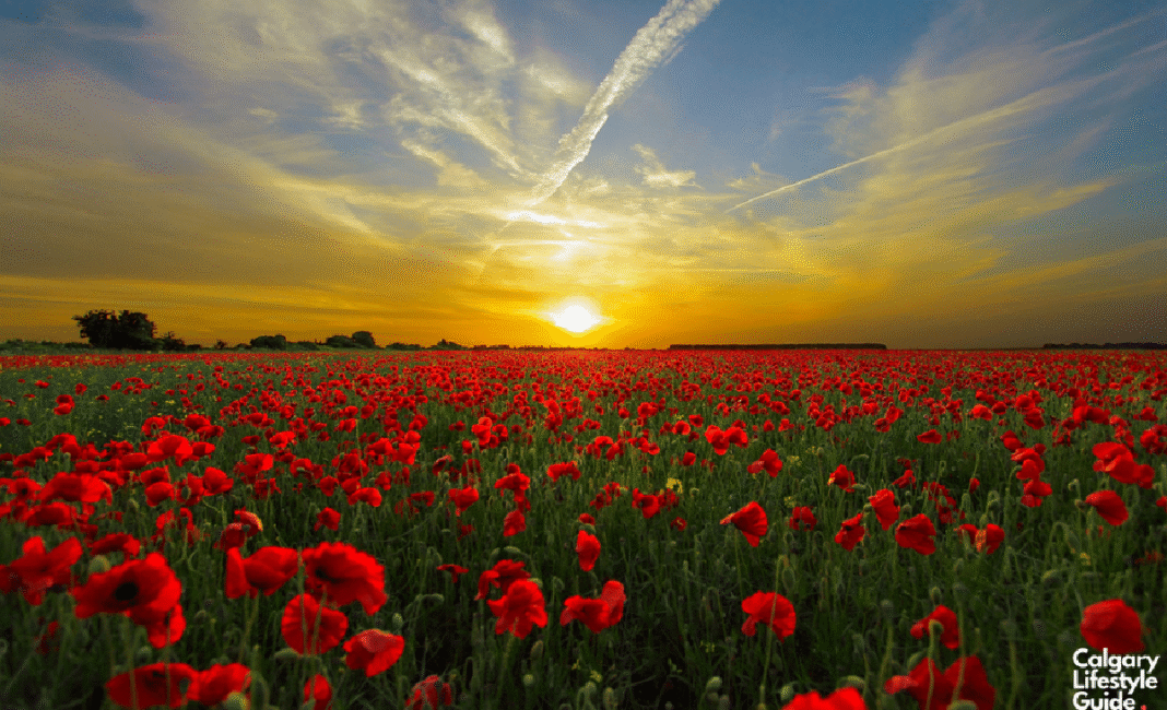 Calgary adjusts Transit, Parking, and Road Access for Remembrance Day