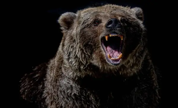 Canada issues significant travel advisory for Japan following deadly bear attacks