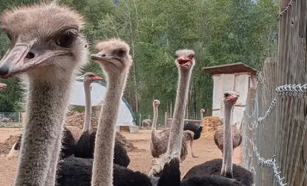 Death reported at protest camp outside B.C. Ostrich farm