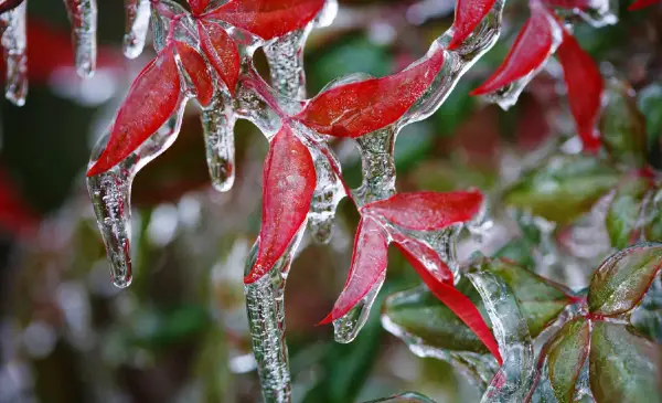 Winter storm warnings issued across eastern Canada ahead of New Year’s