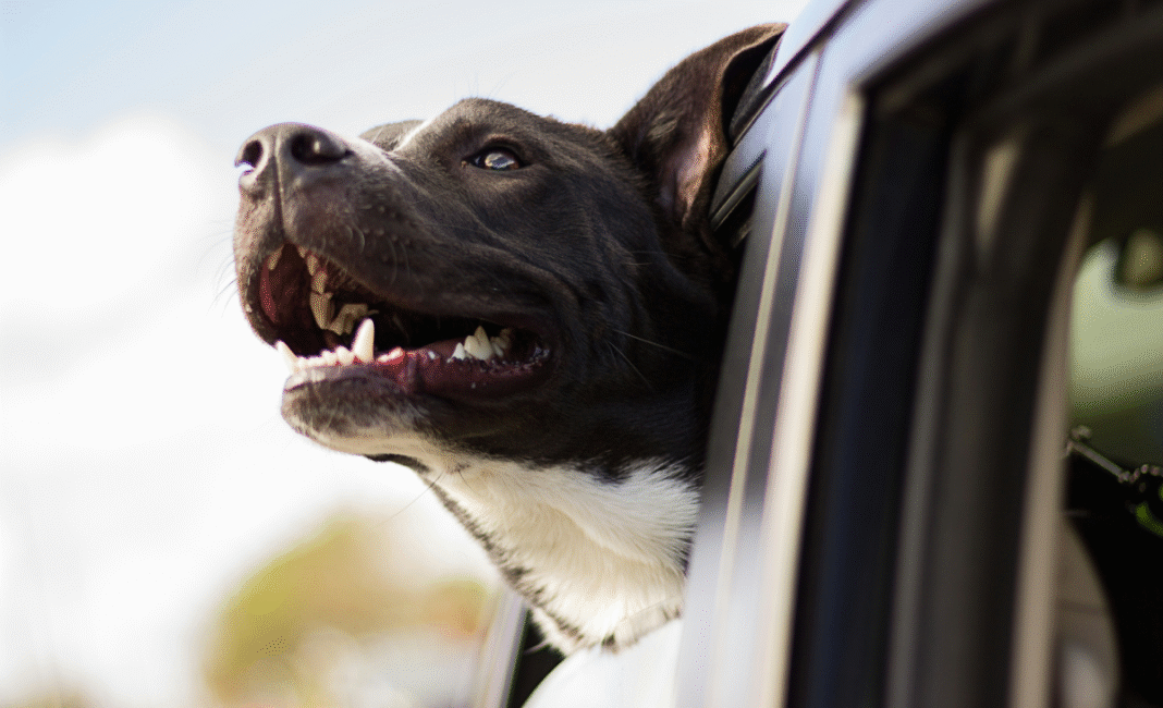 BC SPCA urges public to keep pets out of hot vehicles