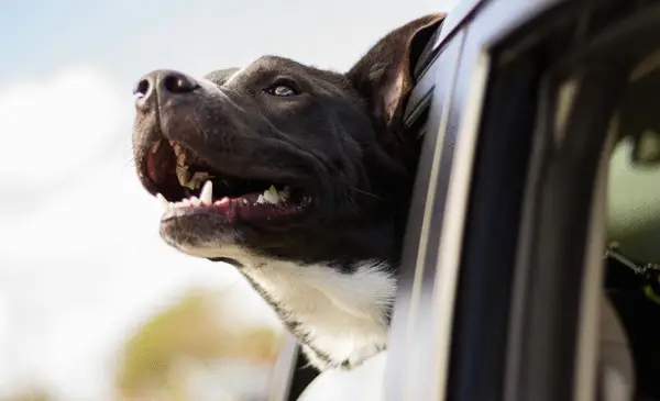 BC SPCA urges public to keep pets out of hot vehicles