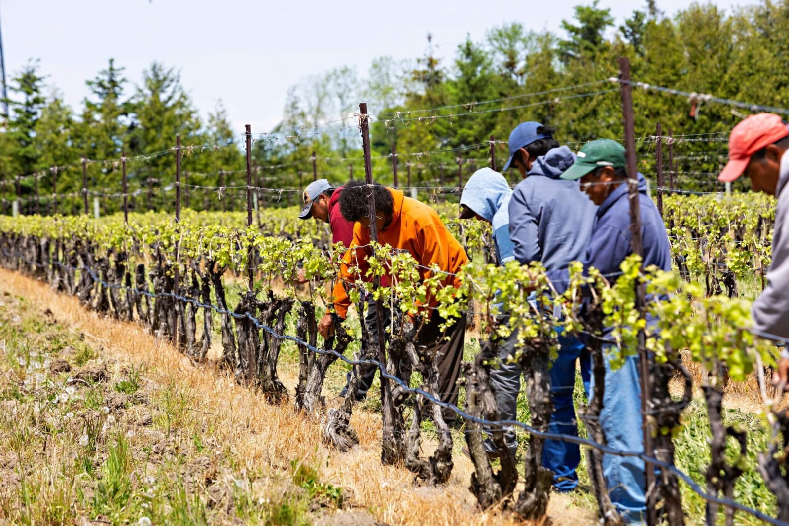 "Temporary workers or modern slavery? Canada's controversial new proposal"