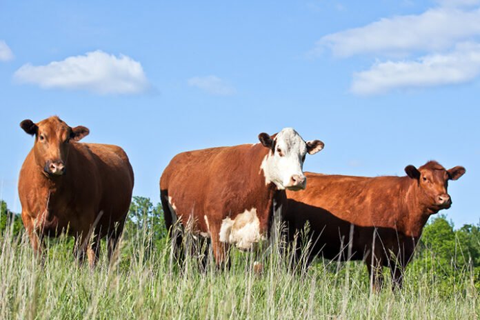 Canada set to resume beef exports to Australia after more than 20 years