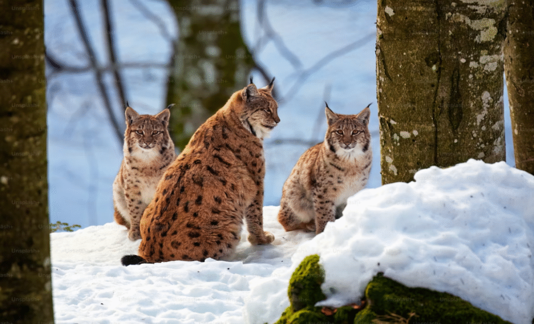 Province proposes ban on purchasing, breeding, and selling exotic cats in B.C.