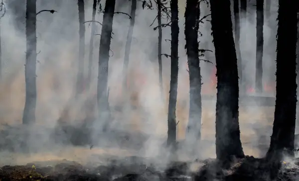 Human-caused wildfires declining in B.C., says wildfire service