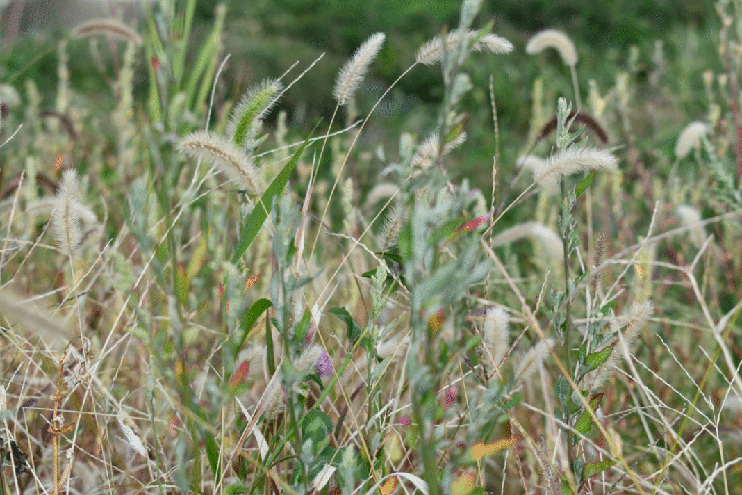 Calgary Homeowners Risk $500 Fine for Failing to Control Hazardous Foxtail Weed