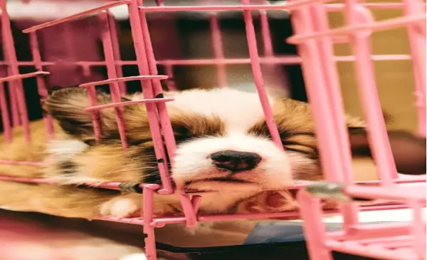 Ontario Premier says he will bring in legislation to ban testing on dogs and cats