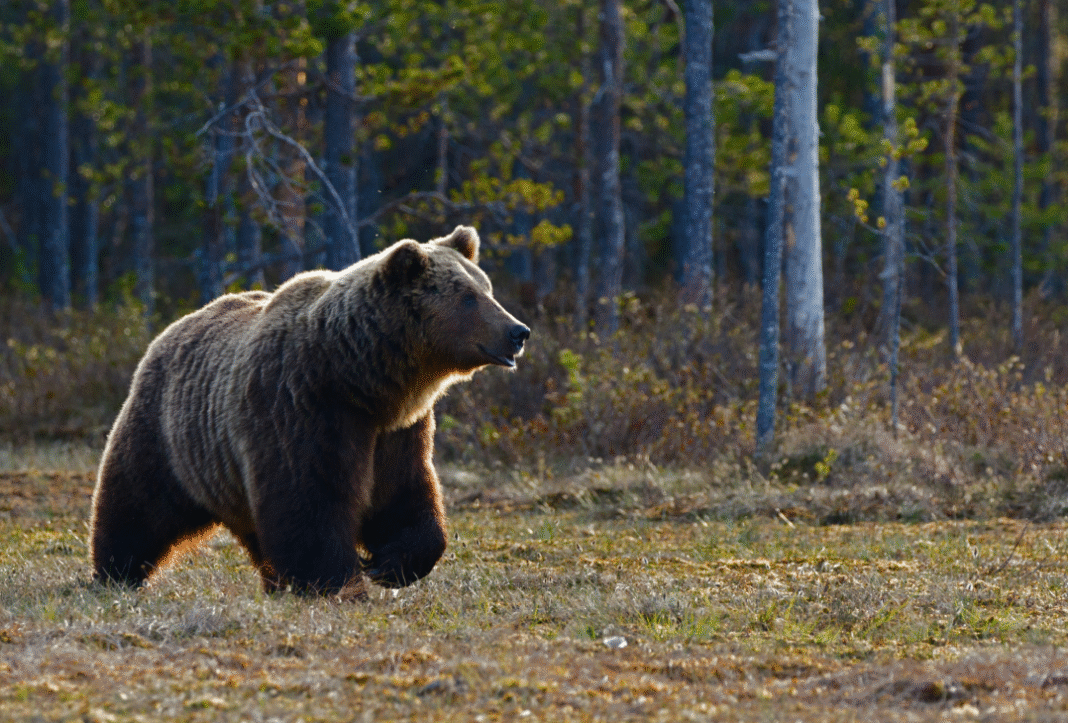 Spike in Bear Encounters Prompts 14 Advisories in Kananaskis Country