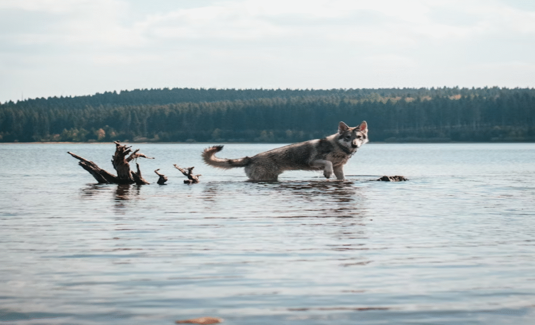 Wolf advisory issued for beaches near Tofino, B.C.