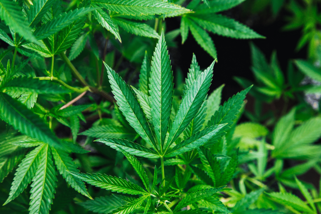 Calgary now allows cannabis sales at all-ages events under strict conditions