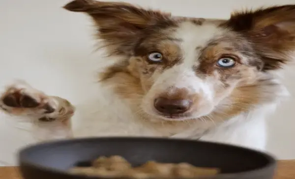 Salmonella outbreaks in Alberta and B.C. tied to dog food and treats