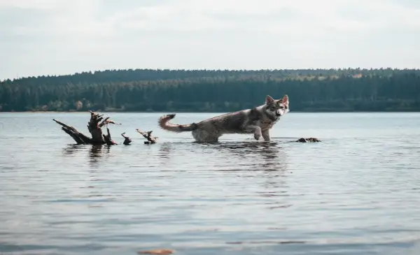 Wolf advisory issued for beaches near Tofino, B.C.