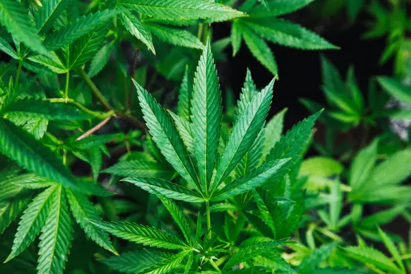 Calgary now allows cannabis sales at all-ages events under strict conditions
