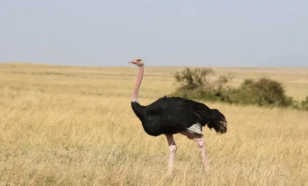 B.C. tribunal confirms $10K fine for ostrich farm that failed to report sick birds