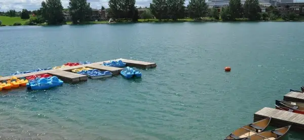 City of Brampton shares health and safety tips after waterfowl found dead around two local ponds