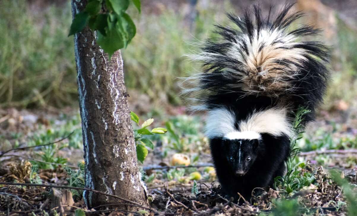 Skunk that bit people in downtown Vancouver tests positive for rabies