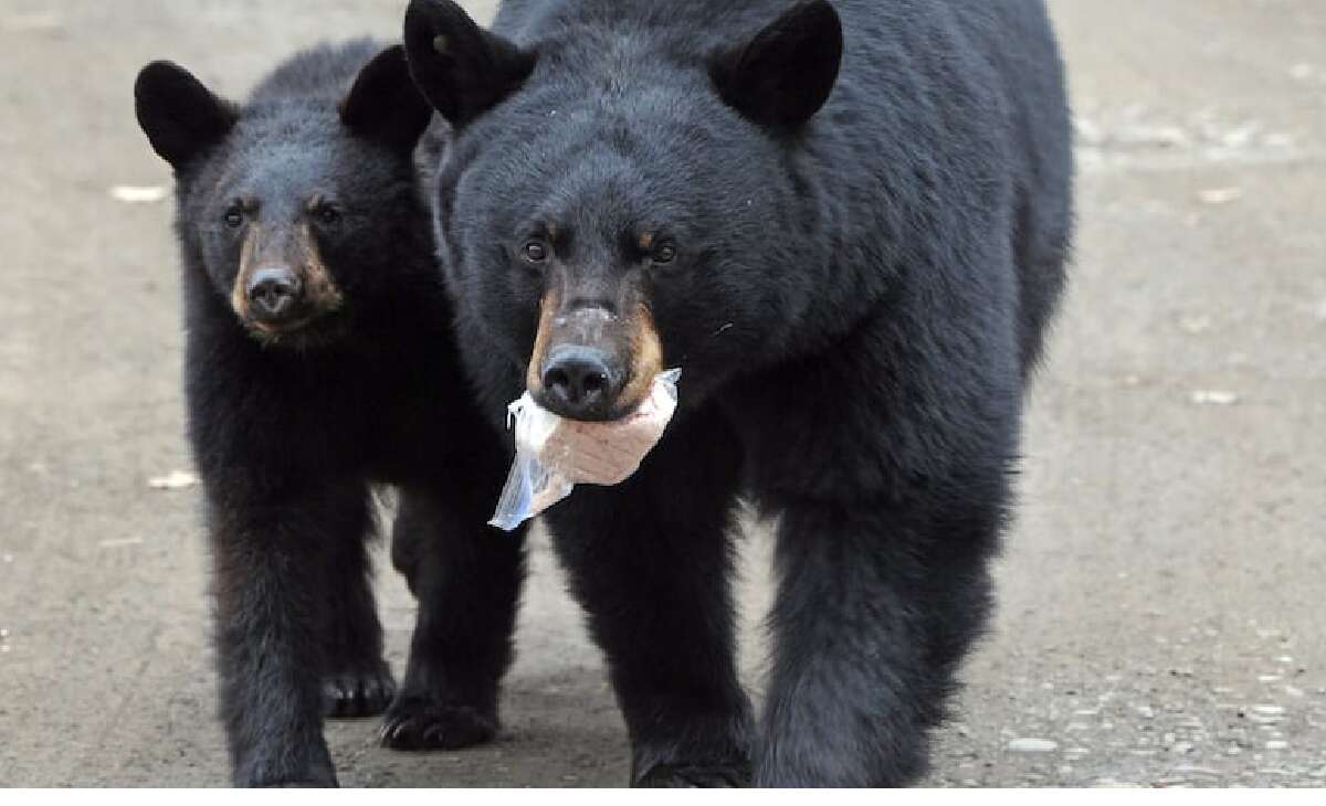 Metro Vancouver Bear Sightings Spike 17% as Winter Hibernation Nears