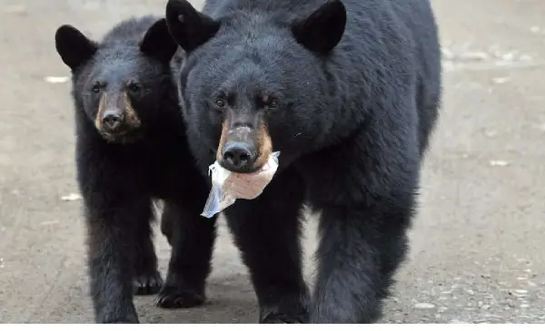 Metro Vancouver Bear Sightings Spike 17% as Winter Hibernation Nears