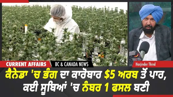 BC & Canada News | ਕੈਨੇਡਾ 'ਚ ਭੰਗ ਦਾ ਕਾਰੋਬਾਰ $5 ਅਰਬ ਤੋਂ ਪਾਰ, ਕਈ ਸੂਬਿਆਂ 'ਚ ਨੰਬਰ 1 ਫਸਲ ਬਣੀ | Oct 9th