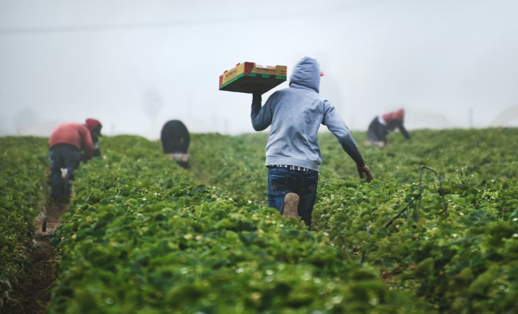 Federal government eases temporary foreign worker limits for rural employers