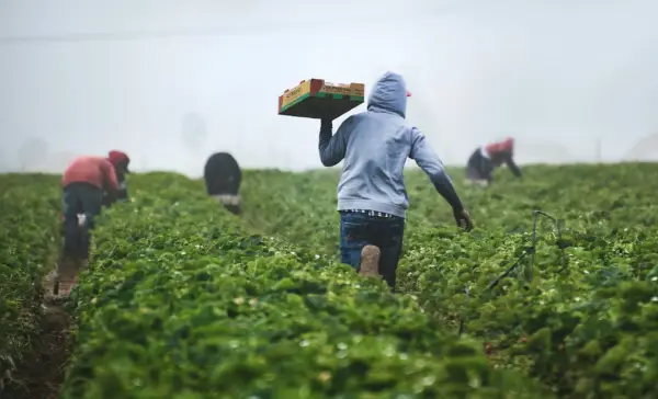 Federal government eases temporary foreign worker limits for rural employers