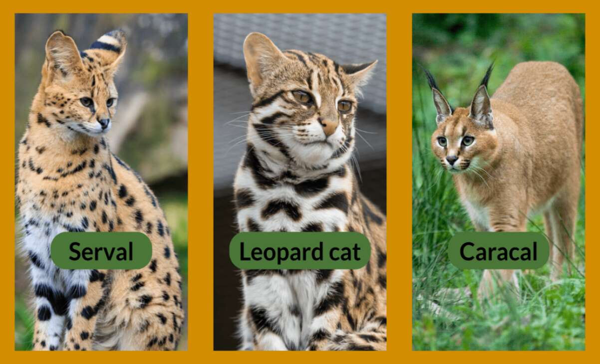 B.C. bans exotic cat ownership