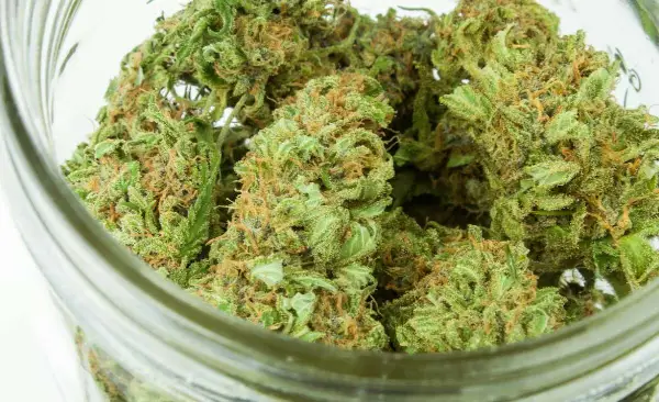 BC researchers warn parents ahead of 4/20 as teen cannabis poisoning cases rise