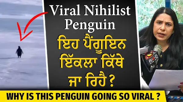Why is this Penguin becoming so Viral? | ਇਹ ਪੈਂਗੂਇਨ ਇੱਕਲਾ ਕਿੱਥੇ ਜਾ ਰਿਹੈ ? | Viral Nihilist Penguin