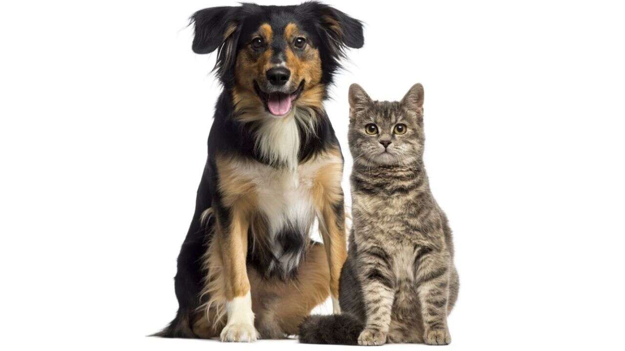 Calgary increases enforcement of pet licences