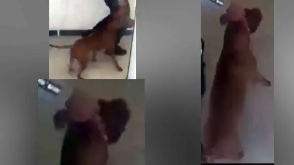 Toronto Police Issue Public Safety Alert After Fatal Dog Attack in the City