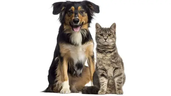 Calgary increases enforcement of pet licences