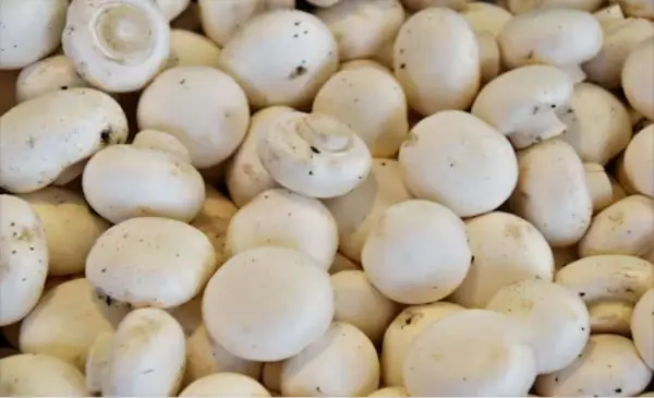 U.S. to impose tariffs on Canadian mushrooms amid subsidy dispute 