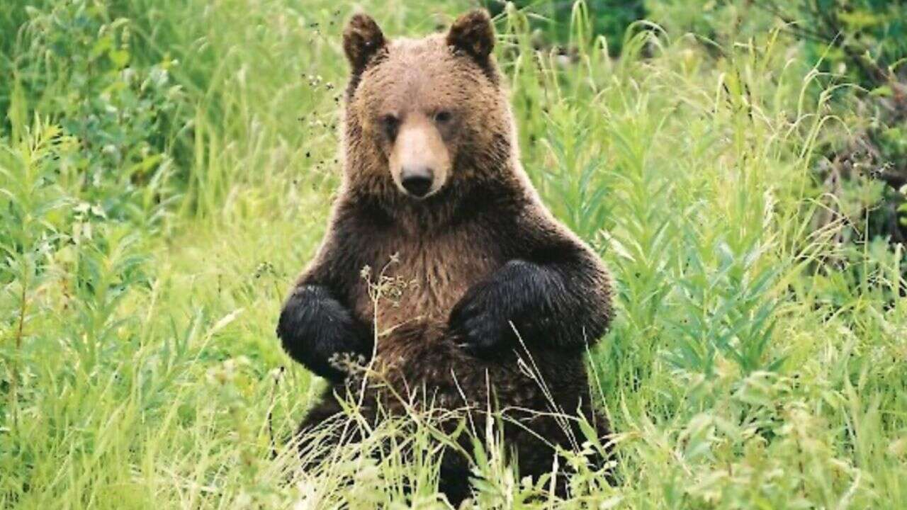 Bear safety measures expanded in Banff National Park