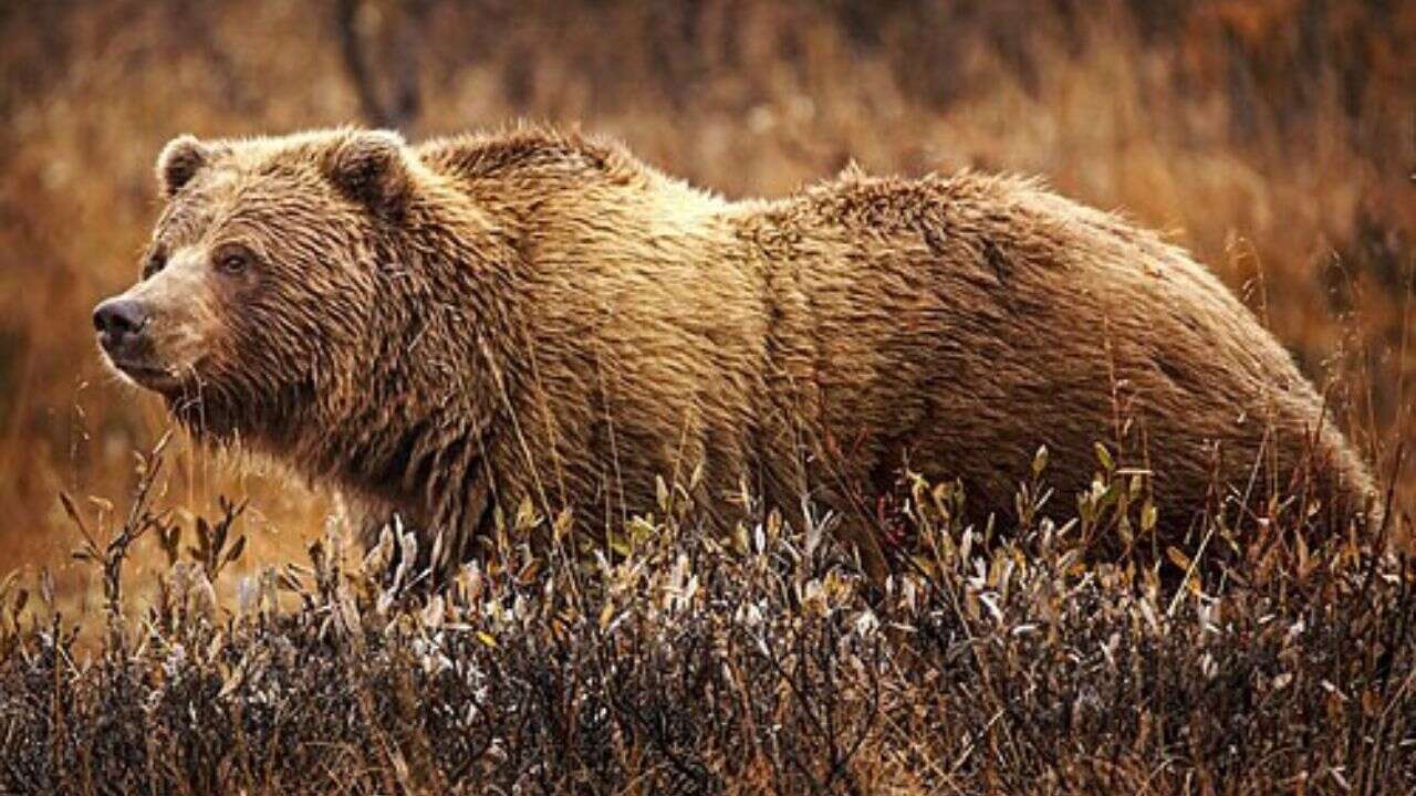 Grizzly euthanized after chicken coop break-in attempt