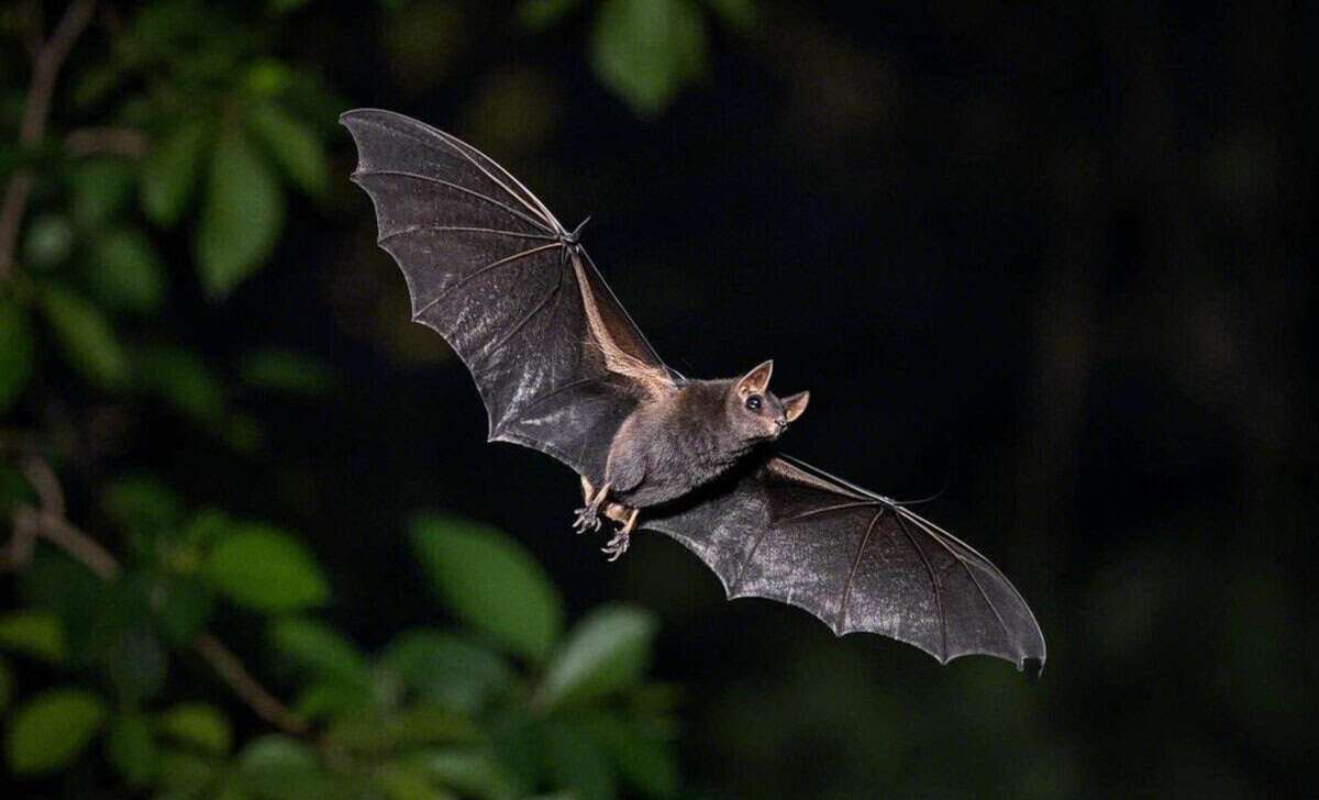  Doctors urge immediate medical care after any contact with bats due to rabies risk 