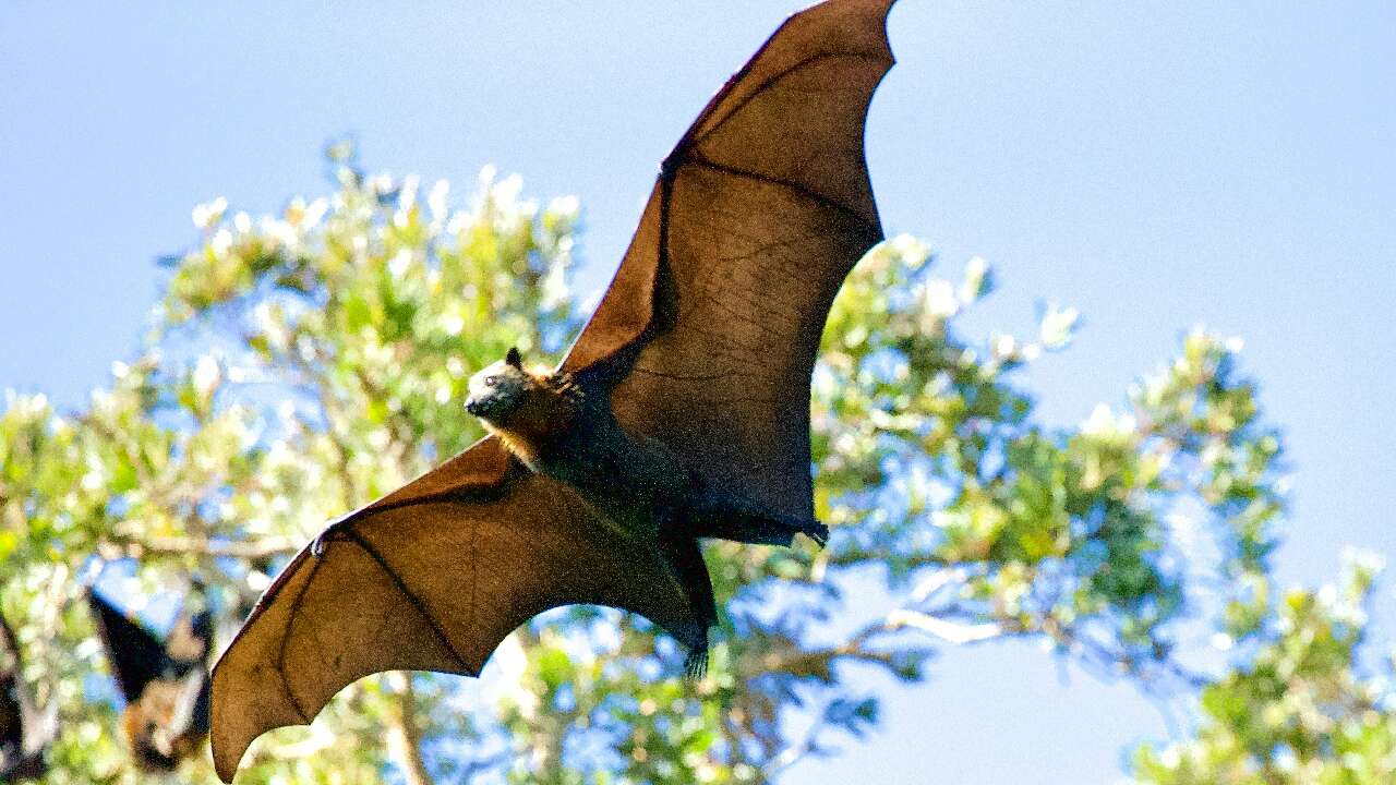 Rabies found in two Hamilton bats, officials issue safety reminder  