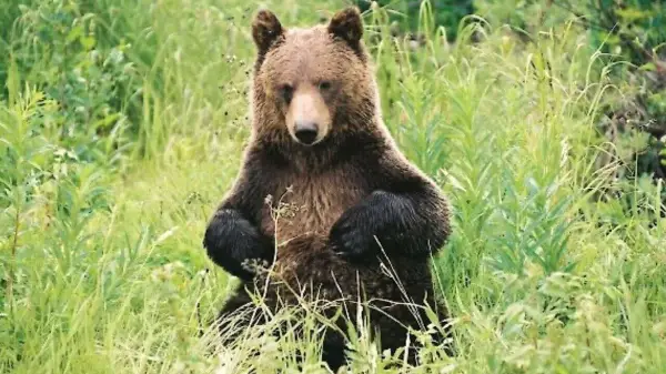 Bear safety measures expanded in Banff National Park