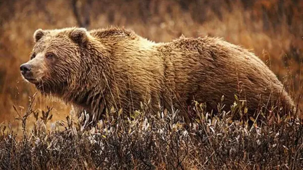 Grizzly euthanized after chicken coop break-in attempt