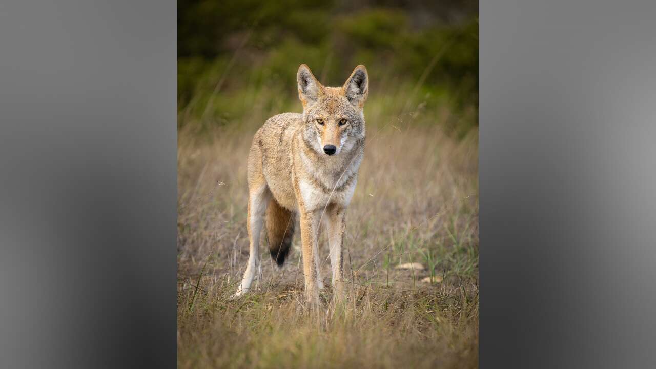 Two-year-old seriously injured in coyote attack at Whitby playground 