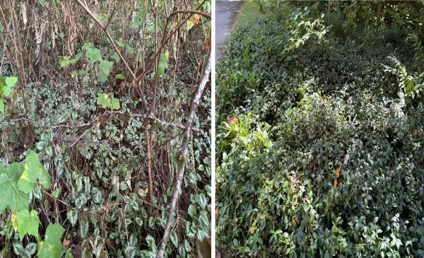  Surrey advances ban on sale of invasive plants to protect local ecosystems 