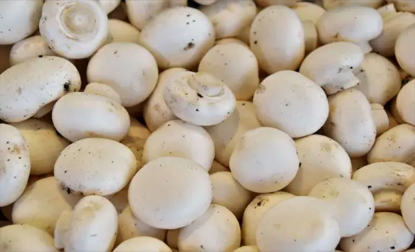  U.S. proposes new 8.26% tariff on most Canadian fresh mushrooms 