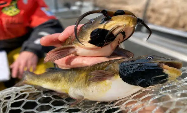  Study identifies first known transmissible cancer in fish 