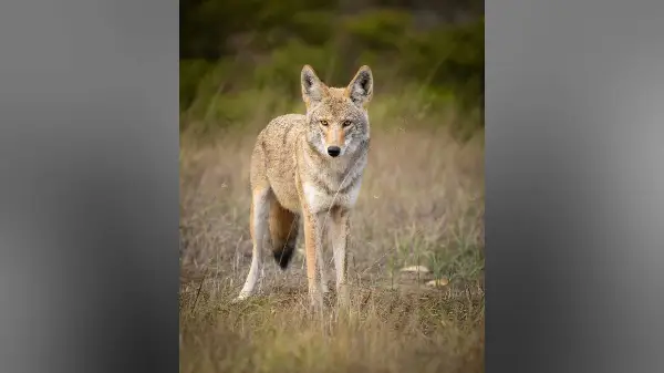 Two-year-old seriously injured in coyote attack at Whitby playground 