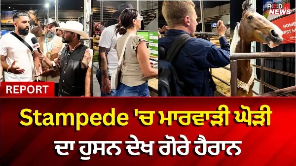Punjabi Marwari Horses at Calgary Stampede | ਕੈਲਗਰੀ Stampede 'ਚ ਮਾਰਵਾੜੀ ਘੋੜੀ ਦਾ ਹੁਸਨ ਦੇਖ ਗੋਰੇ ਹੈਰਾਨ