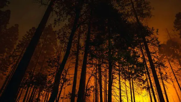  Wildfires close major highways as Boston Bar evacuates amid rapid fire growth 